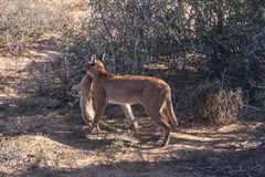 Cynictis penicillata penicillata