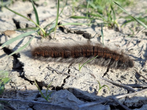 Fox Moth