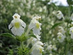 Galeopsis segetum