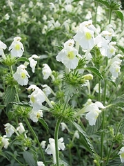 Galeopsis segetum