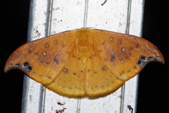 Tridrepana unispina