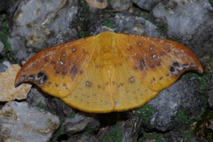 Tridrepana unispina