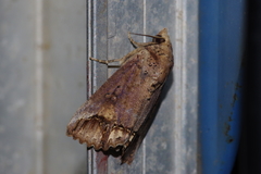 Hypocala biarcuata