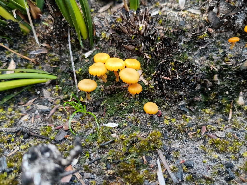 Lichenomphalia chromacea · October 2025 · photo: © grampianshiker (iNaturalist, cc-by)
