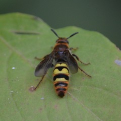 Xanthocampsomeris completa