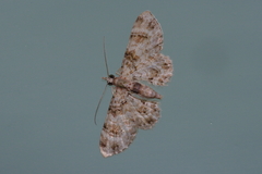 Gymnoscelis admixtaria