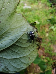 Cholus costaricensis