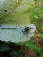 Cholus costaricensis