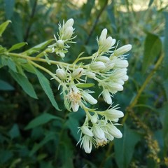 Hasteola suaveolens