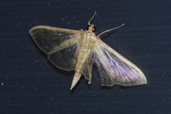 Herpetogramma yaeyamense
