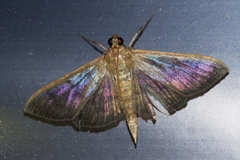 Herpetogramma yaeyamense