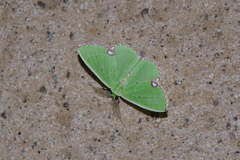 Comibaena procumbaria