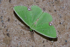 Comibaena procumbaria