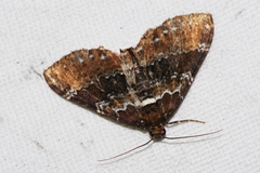Melanthia catenaria