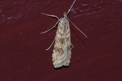 Nomophila noctuella