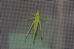 Phaneroptera gracilis