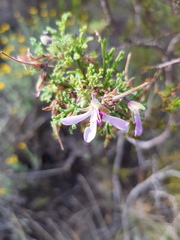 Pelargonium radens