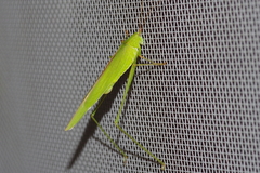 Phaneroptera gracilis