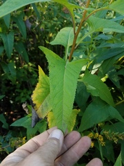 Hasteola suaveolens