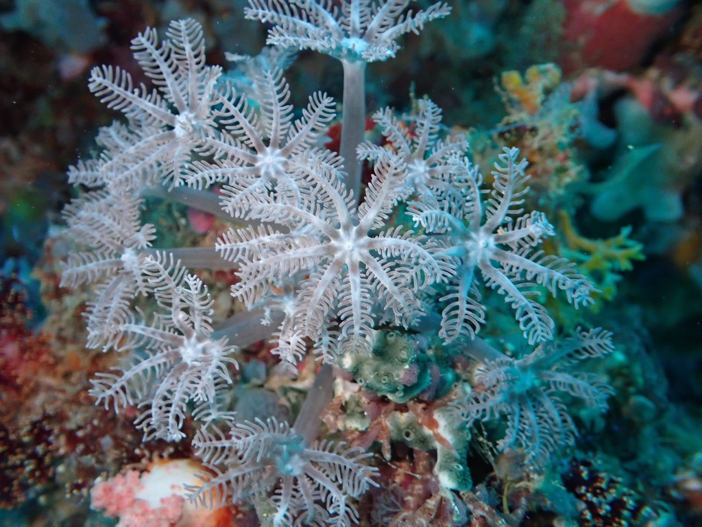 Blue-grey pulse coral (Anthelia glauca)
