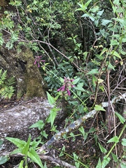 Stachys thunbergii