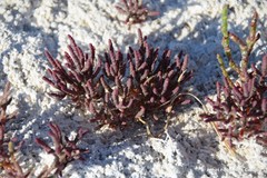 Microcnemum coralloides