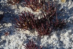 Microcnemum coralloides