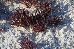 Microcnemum coralloides