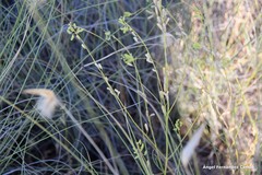 Reseda stricta