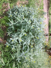 Senecio hypoleucus
