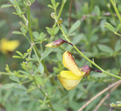 Crotalaria distans