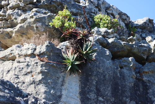 Aloe succotrina, photograph 5