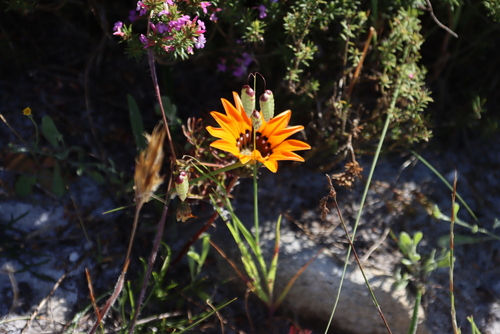 Cockscomb Gazania (Gazania pectinata)
