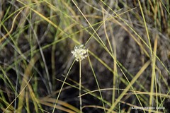 Allium stearnii