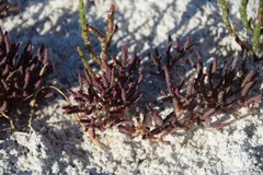 Microcnemum coralloides