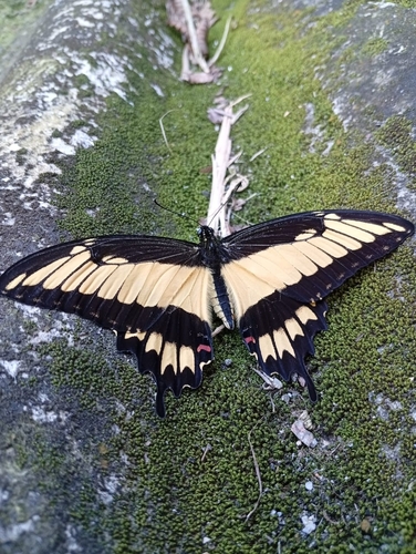 Papilio astyalus Godart, 1819