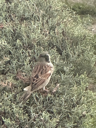House Sparrow