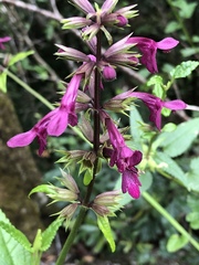 Stachys thunbergii