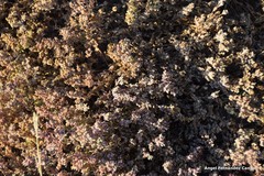 Frankenia pulverulenta