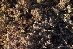 Frankenia pulverulenta