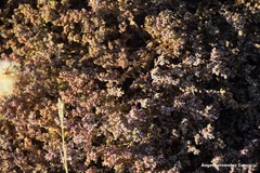 Frankenia pulverulenta