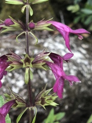 Stachys thunbergii