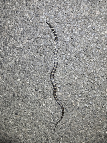 Stephens' Banded Snake sighting