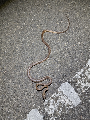 Brown Tree Snake sighting