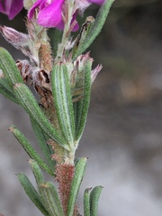Indigofera rhodantha