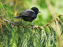 Melaniparus leuconotus