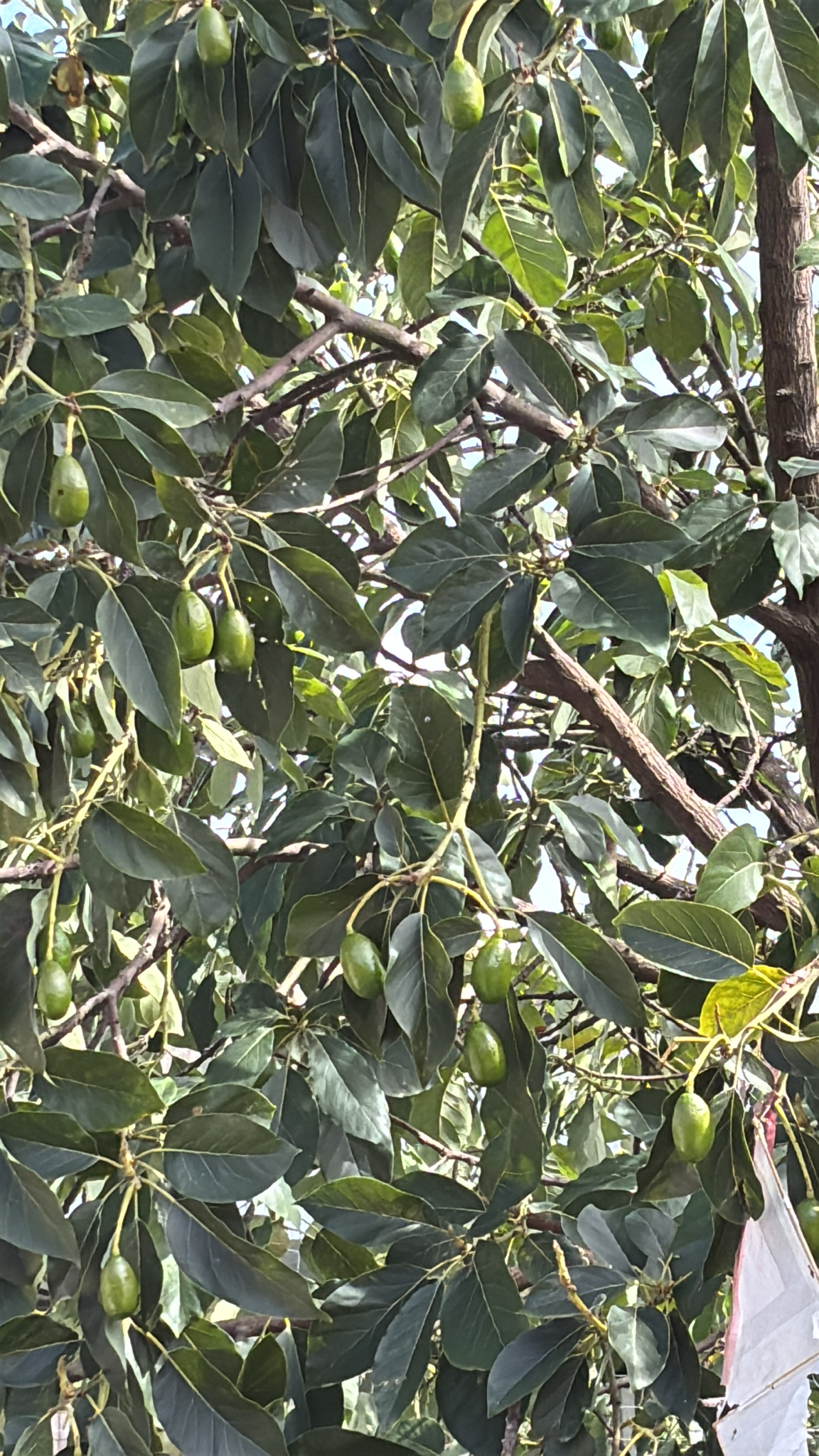 Persea americana