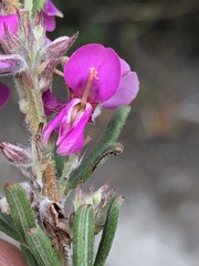 Indigofera rhodantha