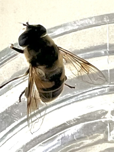 Unknown species found near Avon Rd, Narberth, PA, US