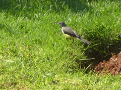 Motacilla flaviventris